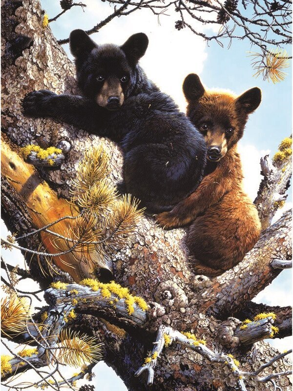 Amazing Bear Canvas