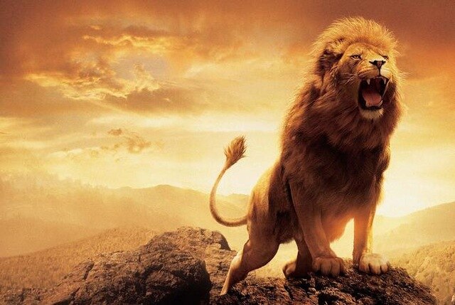 Gorgeous Lion Canvas