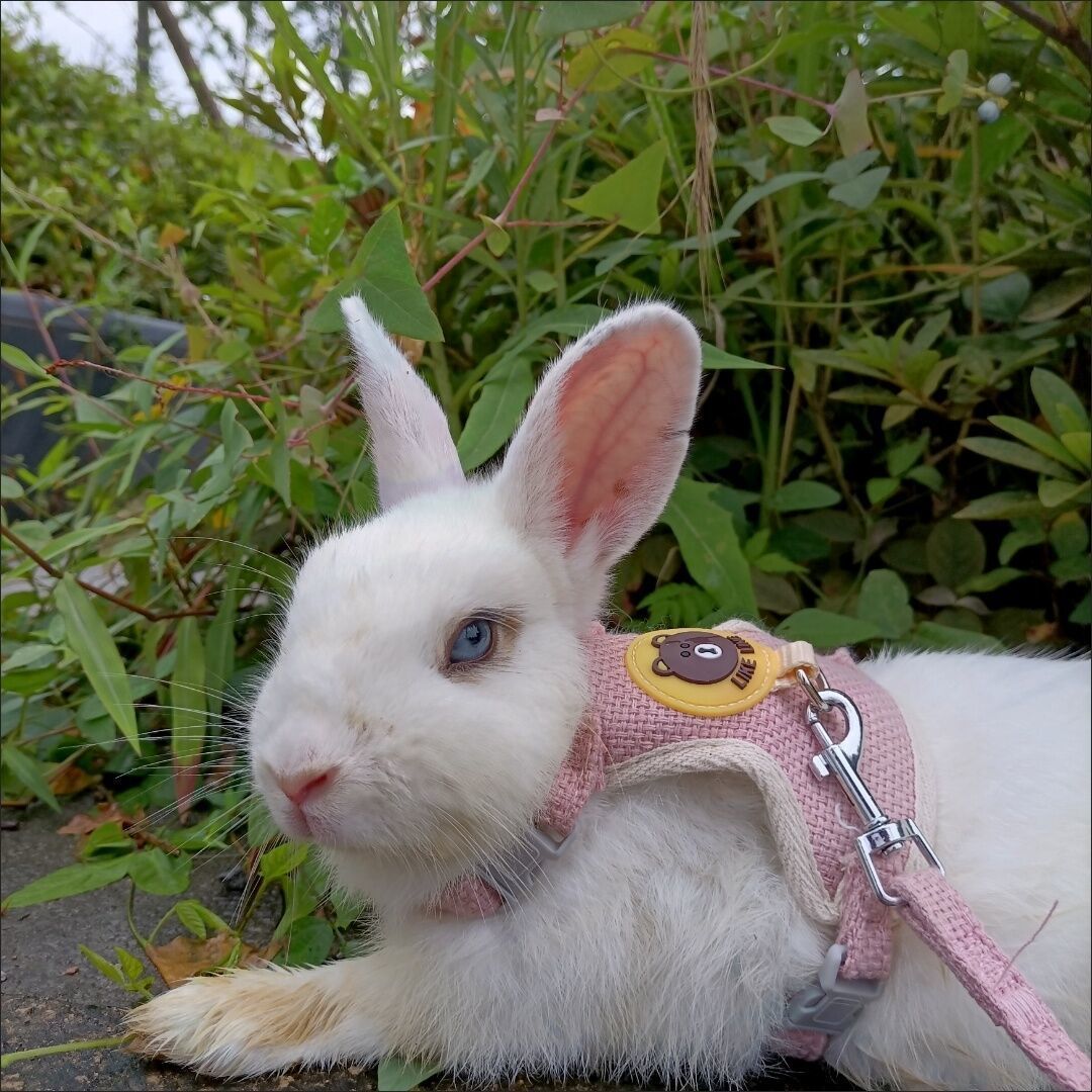 Newest Cute Rabbit Harness and Leash Set - animalchanel