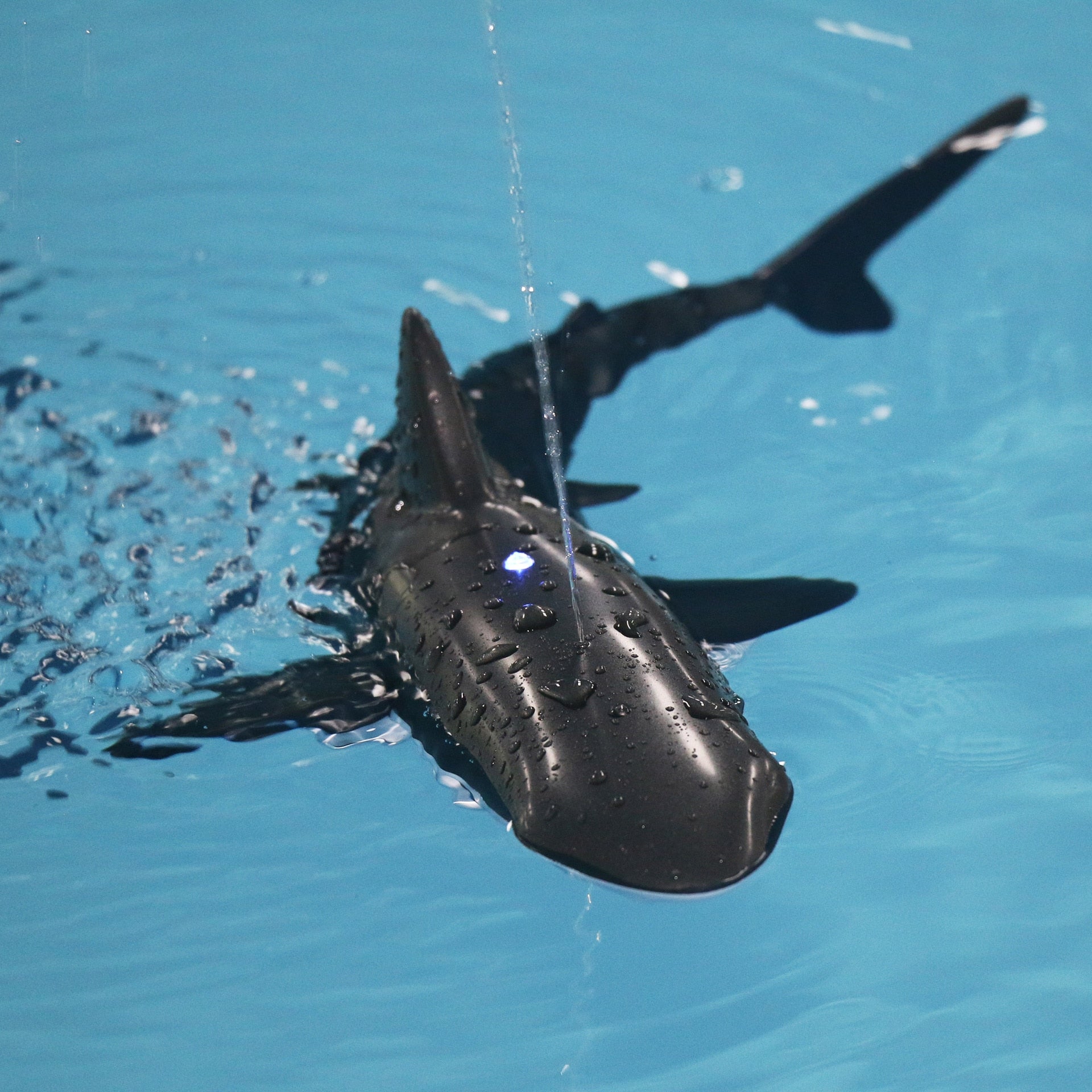 Amazing Underwater Shark Pool Electronic Toy - animalchanel